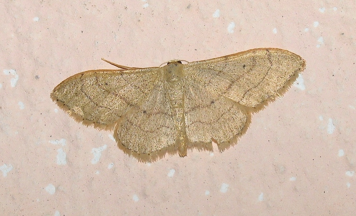 Idaea ???